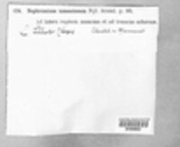 Nephroma resupinatum image